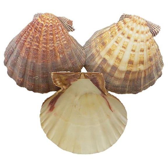 Lions Paw Seashells - 3 Piece