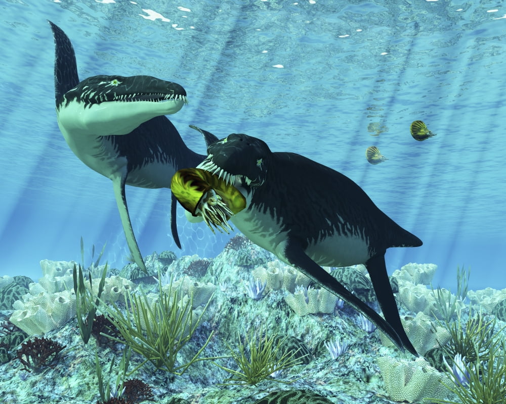 Liopleurodon eating an ammonite Canvas Art - Corey FordStocktrek Images (32 x 26)