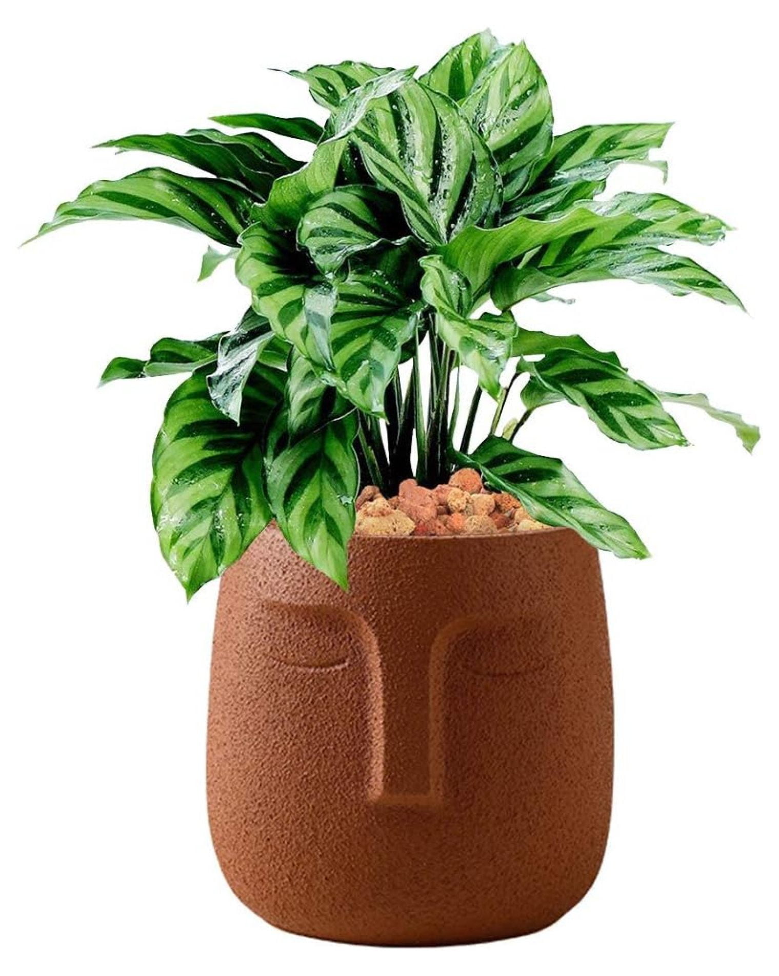 Liphontcta Terracotta Plant Pot, 5.5 inch Unglazed Modern Human Face ...