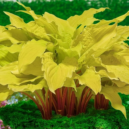Lipstick Blonde Hosta Dormant Bare Root Starter Perennial Plant (1-Pack)