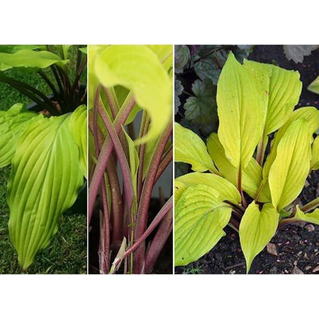 Lipstick Blonde Hosta - Impossible to Overlook in the Garden - 4" Pot
