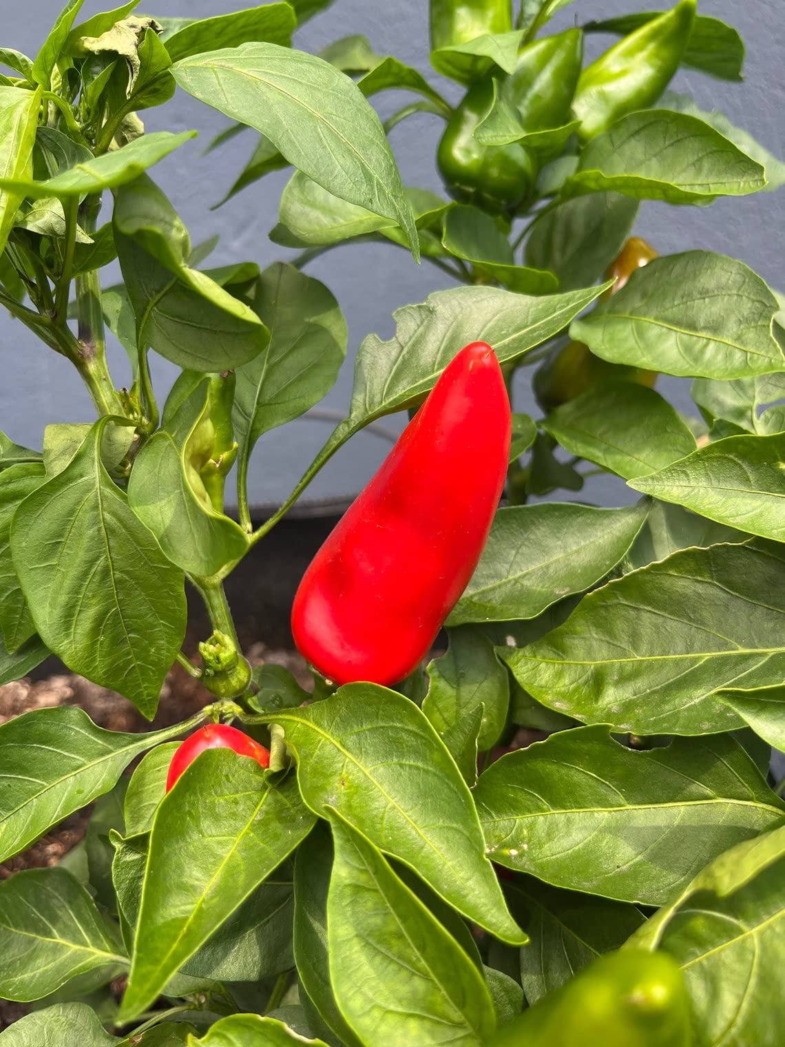 Lipstick Pepper Seeds Heirloom STF9 Heritage Breed Premium Seed Packet
