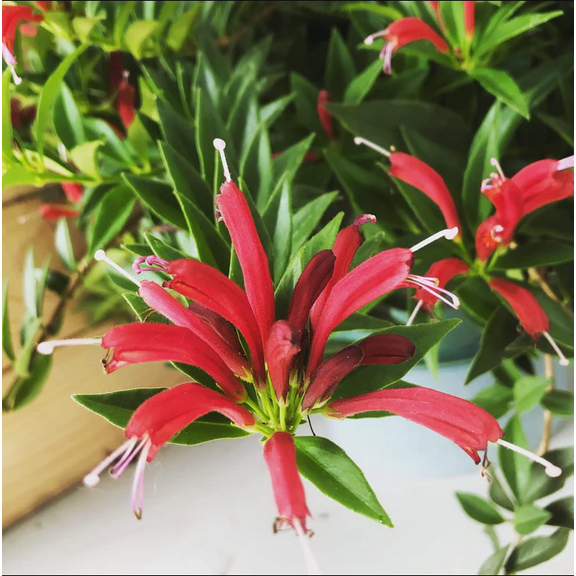 Lipstick Purple Star Plant Live for Planting in 2 Inches Pot, Aeschynanthus Purple Lipstick Live Plant to Grow