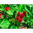 thumbnail image 1 of CZ Grain 20 Lipstick Plant Seeds, Red Lipstick Color, 1 of 4