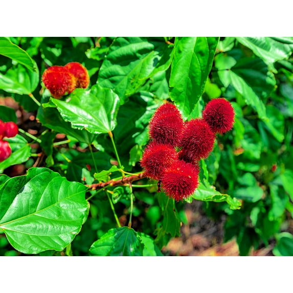 CZ Grain 20 Lipstick Plant Seeds, Red Lipstick Color