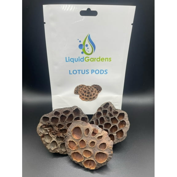 Liquid Gardens Lotus Pods qty 3