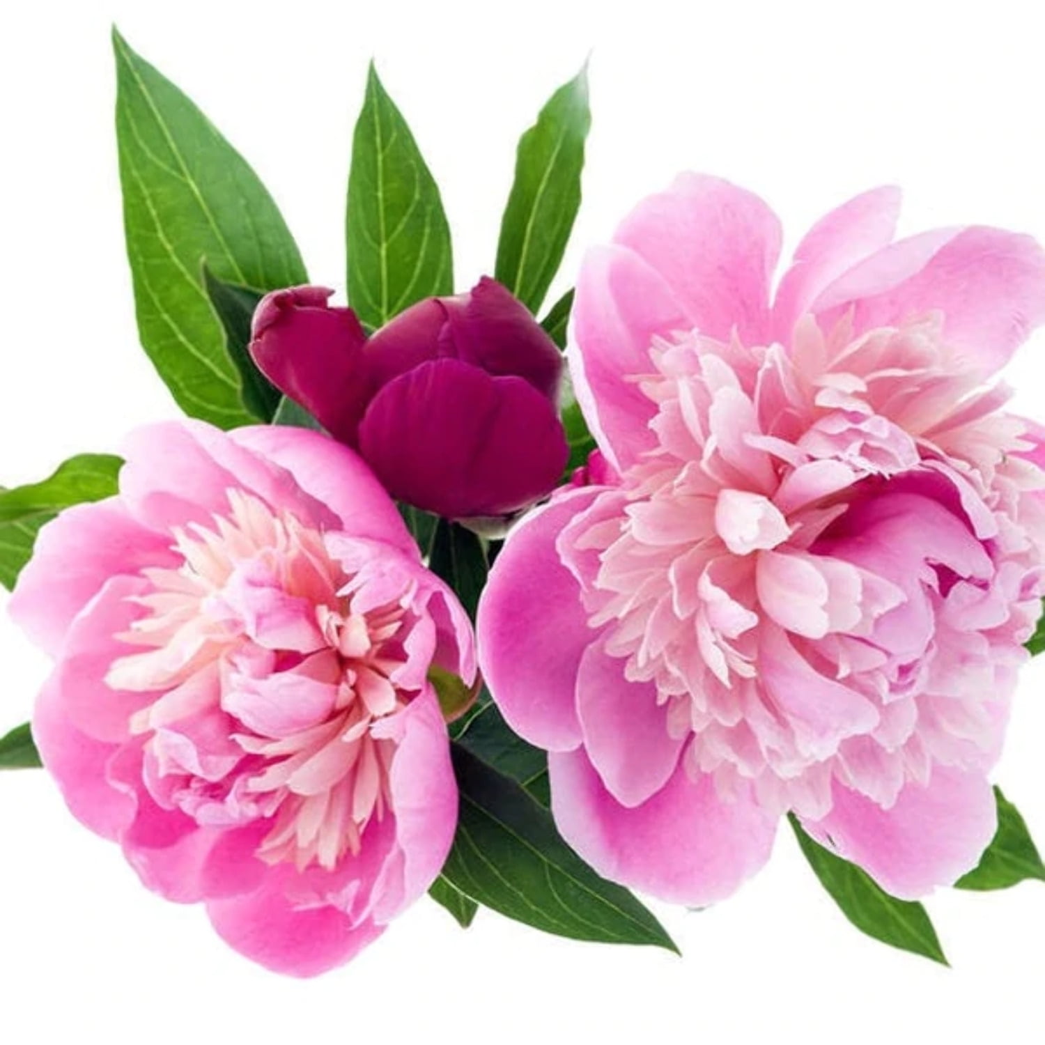 Liquid Peony Botanical Extract 1/4oz Sample