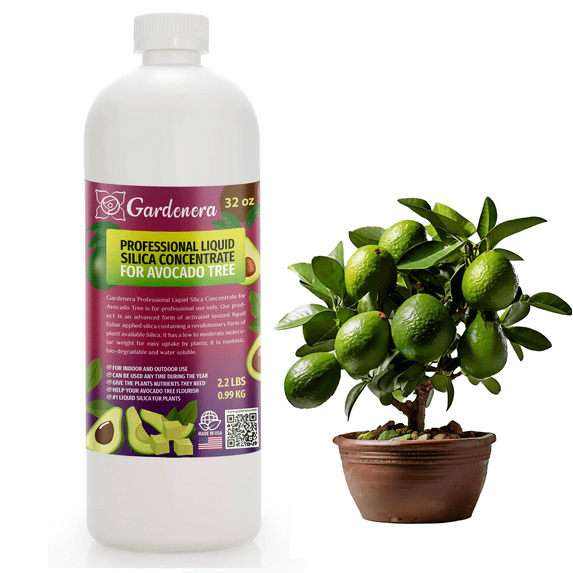 β ππππππππππ Liquid Silica Plant Supplement - 32oz - AVOCADO Plants Liquid Silica Boost Fertilizer - Stronger Stems & Healthy Leaves for Indoor & Outdoor Avocado Trees (Makes 180 Gallons)