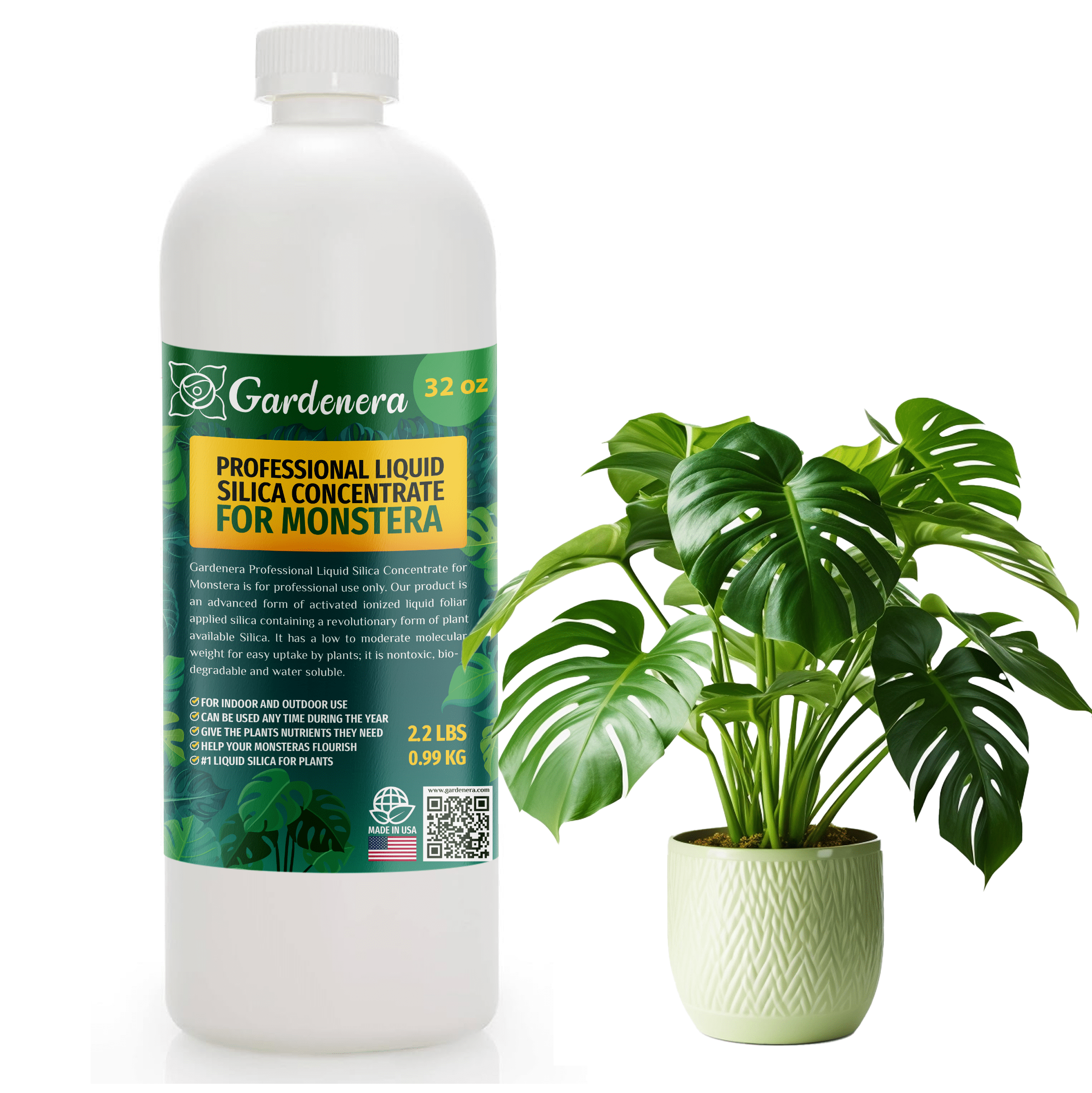 topfpflanze monstera Topfpflanze Monstera main image 1
