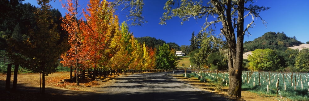 Liquidambar trees in autumn Healdsburg Sonoma County California USA Canvas Art - Panoramic Images (27 x 9)