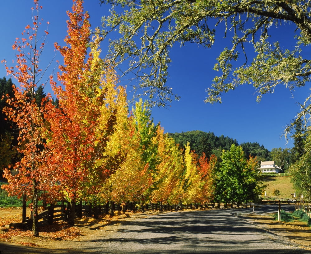 Liquidambar trees in autumn Healdsburg Sonoma County California USA Canvas Art - Panoramic Images (36 x 12)