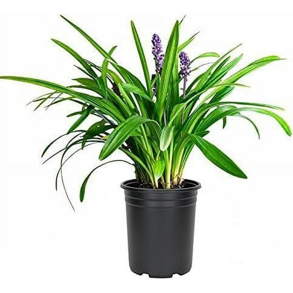 Liriope Emerald Goddess Muscari 2 Large Gallon Size Plants Live Drought Tolerant Low Maintenance Evergreen Groundcover Grass