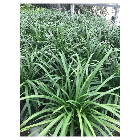 Liriope muscari 'Big Blue' Monkey Grass - Flats of Eighteen 3.5 inch pots