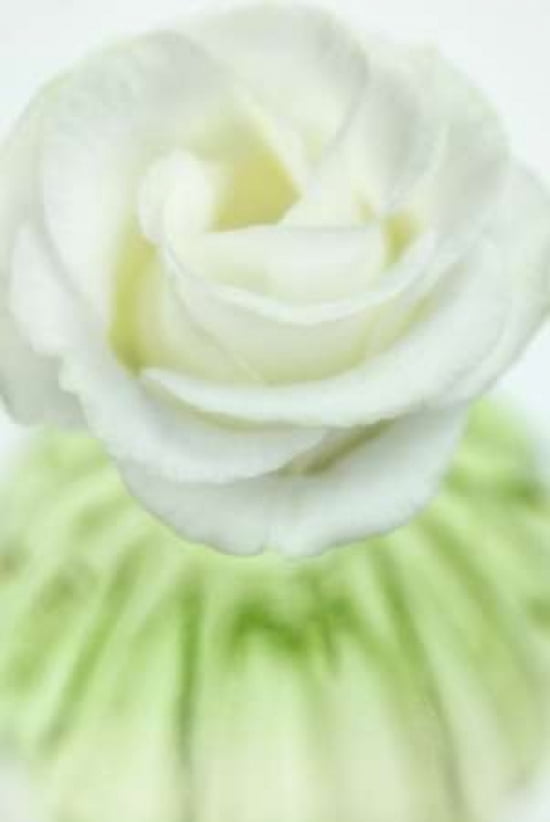 Lisianthus Canvas Art - Cora Niele (12 x 18)