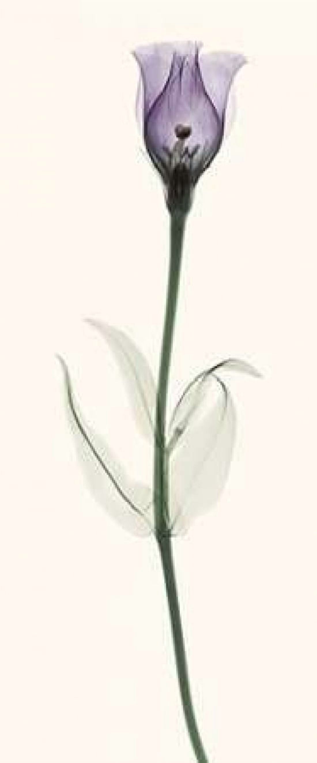 Lisianthus Canvas Art - Robert Coop (10 x 20)