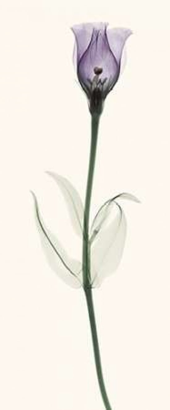 Lisianthus Canvas Art - Robert Coop (24 x 48)