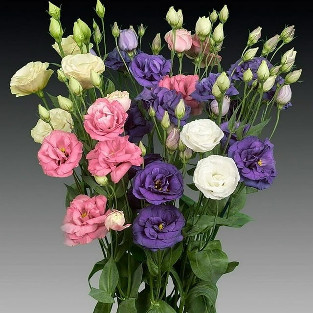Lisianthus Flower Seeds for DHF10 Planting 200 Annual Lisianthus