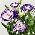 Lisianthus Flower Seeds for DHF10 Planting 50 Annual Lisianthus Seeds