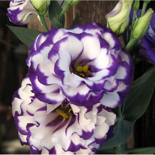 Lisianthus Flower Seeds for MMF7 Planting 50 Annual Lisianthus Double