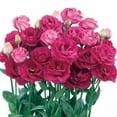 Lisianthus Flower Seeds for OIF8 Planting 50 Annual Double Lisianthus