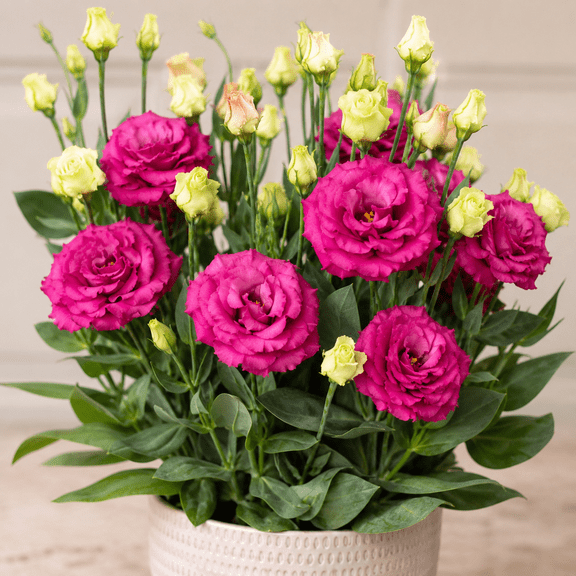Lisianthus Voyage Deep Rose II Plug, Lisianthus Thornless Roses Seedling, Eustoma Flower, Well-Rooted Starter Plugs, 2-4 Inch Tall