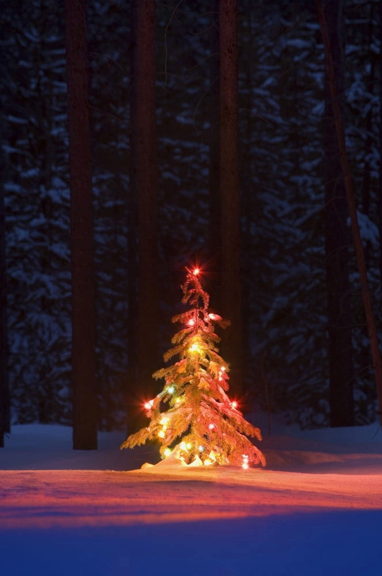 Lit Christmas Tree In A Forest Canvas Art - Carson Ganci Design Pics (22 x 34)