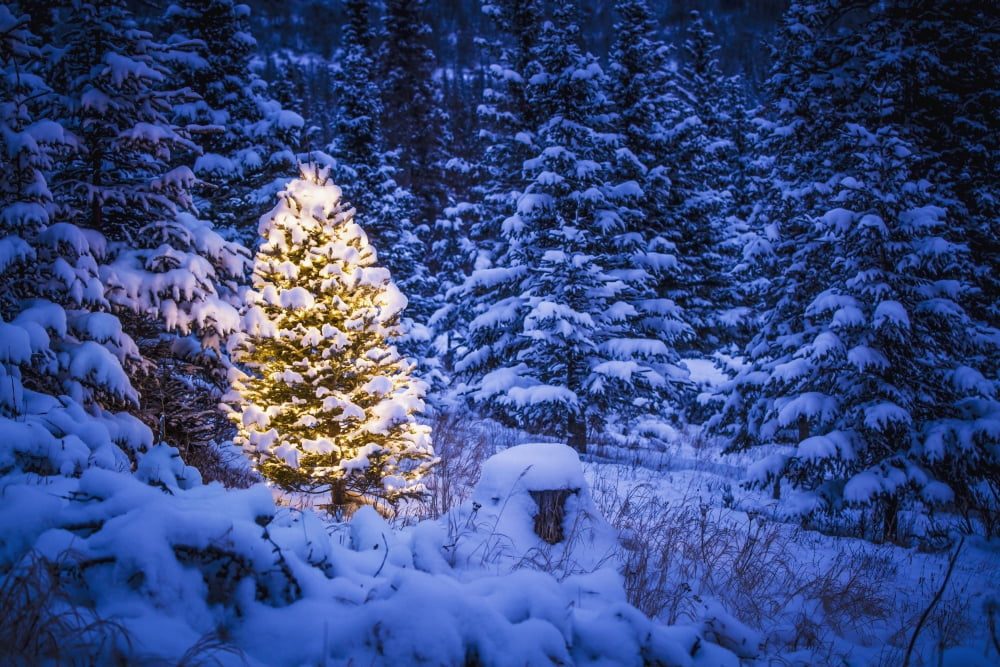 Lit Christmas Tree In Snow Covered Forest Of Spruce TreesChugach Mountain Foothills Southcentral Alaska Winter Canvas Art - Jeff Schultz Design Pics (38 x 24)