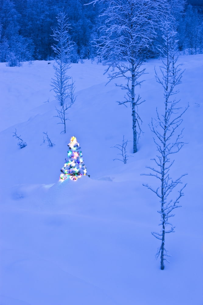 Lit Christmas Tree At Twilight Surrounded By Snowcovered Old Mine Tailings & Young Birch Forest Near Fairbanks Alaska Canvas Art - Kevin Smith Design Pics (22 x 34)