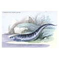 thumbnail image 1 of Lithographs of the fish of Guiana done for Sir William Jardine and his naturalist library publications. Poster Print by Robert H. Schomburgk (18 x 24), 1 of 1