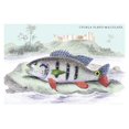 thumbnail image 1 of Lithographs of the fish of Guiana done for Sir William Jardine and his naturalist library publications. Poster Print by Robert H. Schomburgk (24 x 36), 1 of 1