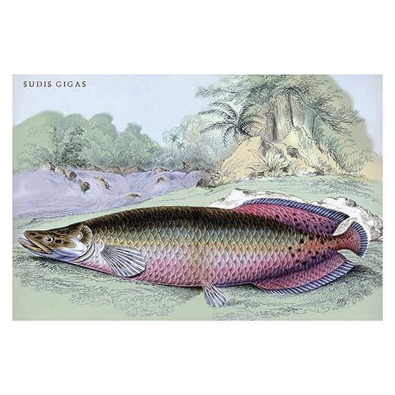 Lithographs of the fish of Guiana done for Sir William Jardine and his naturalist library publications. Poster Print by Robert H. Schomburgk (24 x 36)