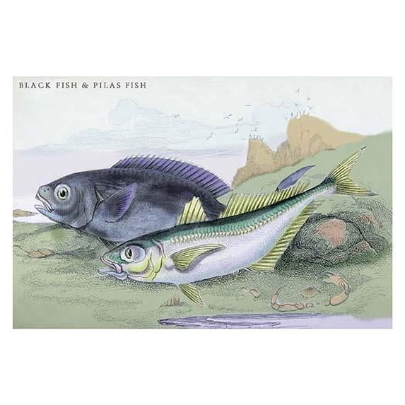 Lithographs of British fish done for Sir William Jardine and his naturalist library publications. Poster Print by Robert Hamilton (18 x 24)