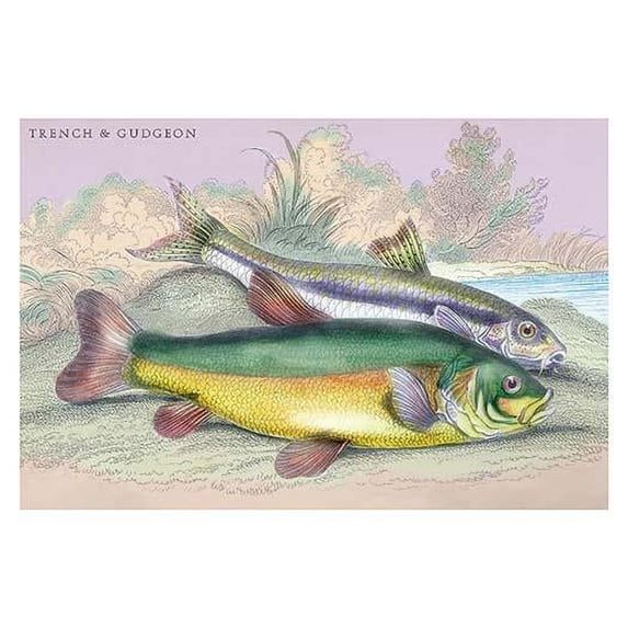 Lithographs of British fish done for Sir William Jardine and his naturalist library publications. Poster Print by Robert Hamilton (24 x 36)