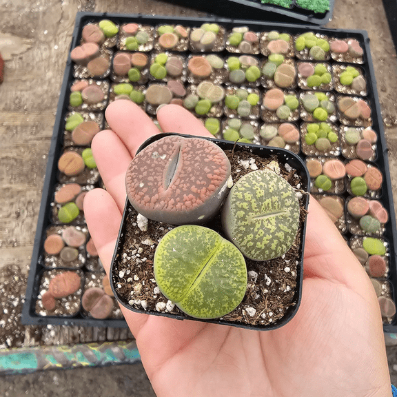 Lithops Small, Assorted Lithops, 2in pot