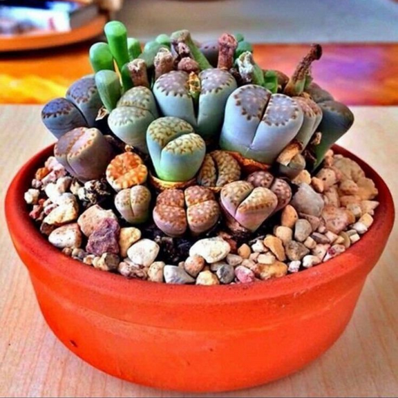 Lithops Succulent Live Plants, 10 Mixed Lithops Living Stones Succulents, Home Decoration Indoor Garden Planting