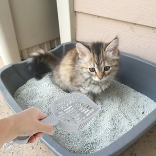 Cat Tool Boxes
