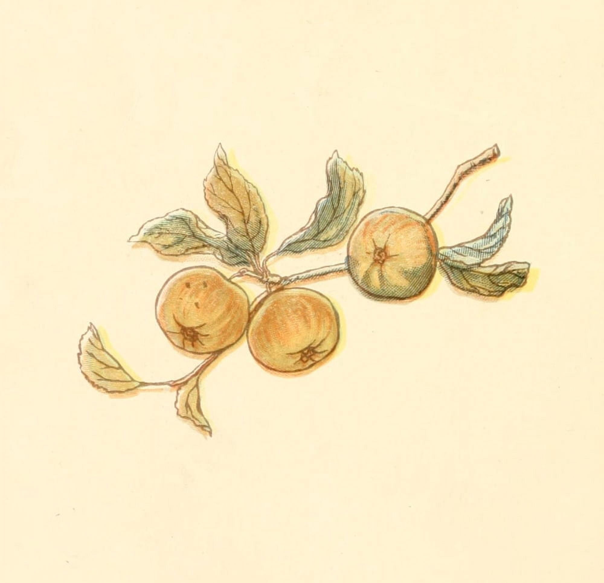 Little Ann & other Poems 1890 Apples Canvas Art - Kate Greenaway (18 x 24)