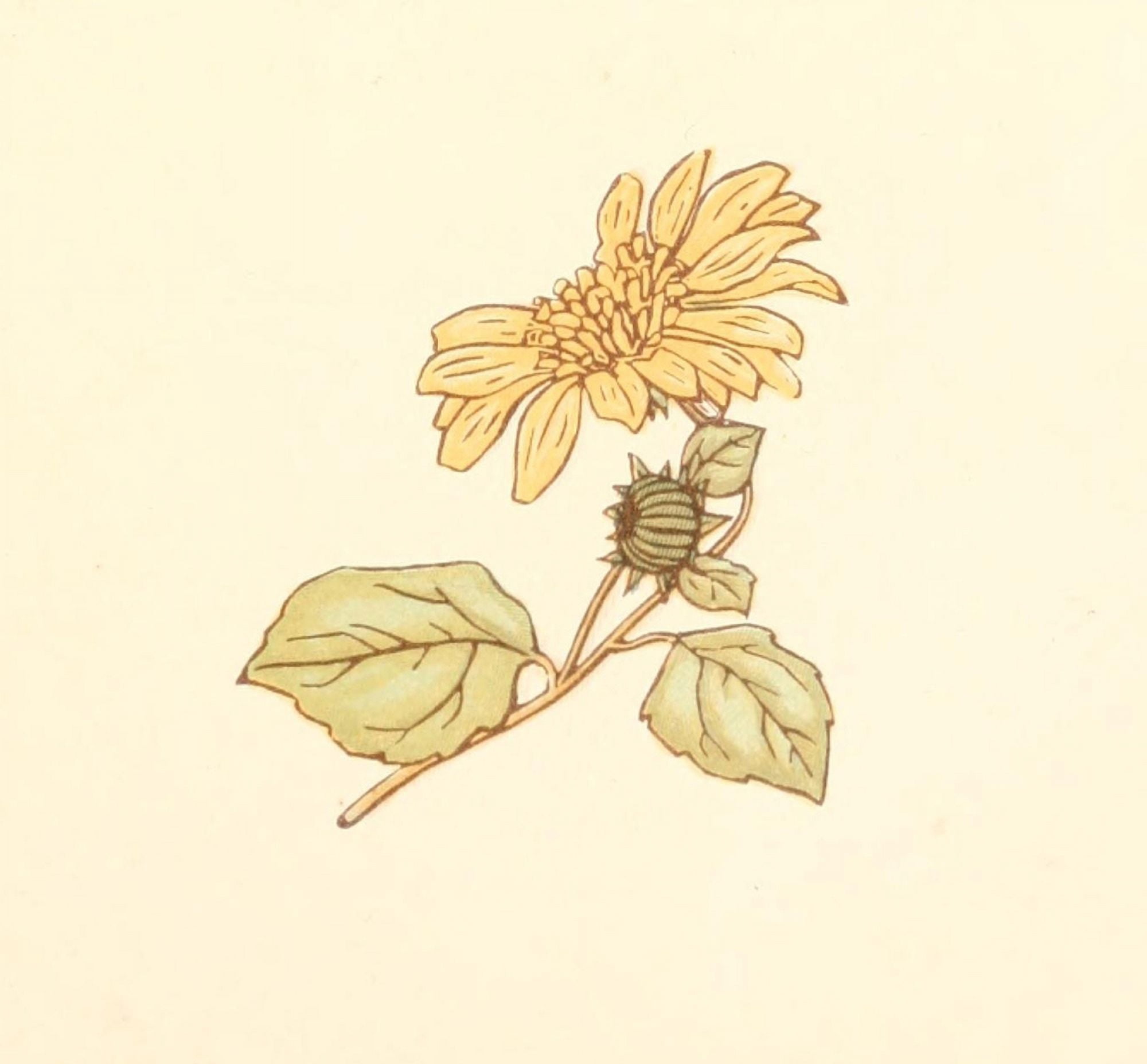 Little Ann & other Poems 1890 Sunflower Canvas Art - Kate Greenaway (24 x 36)