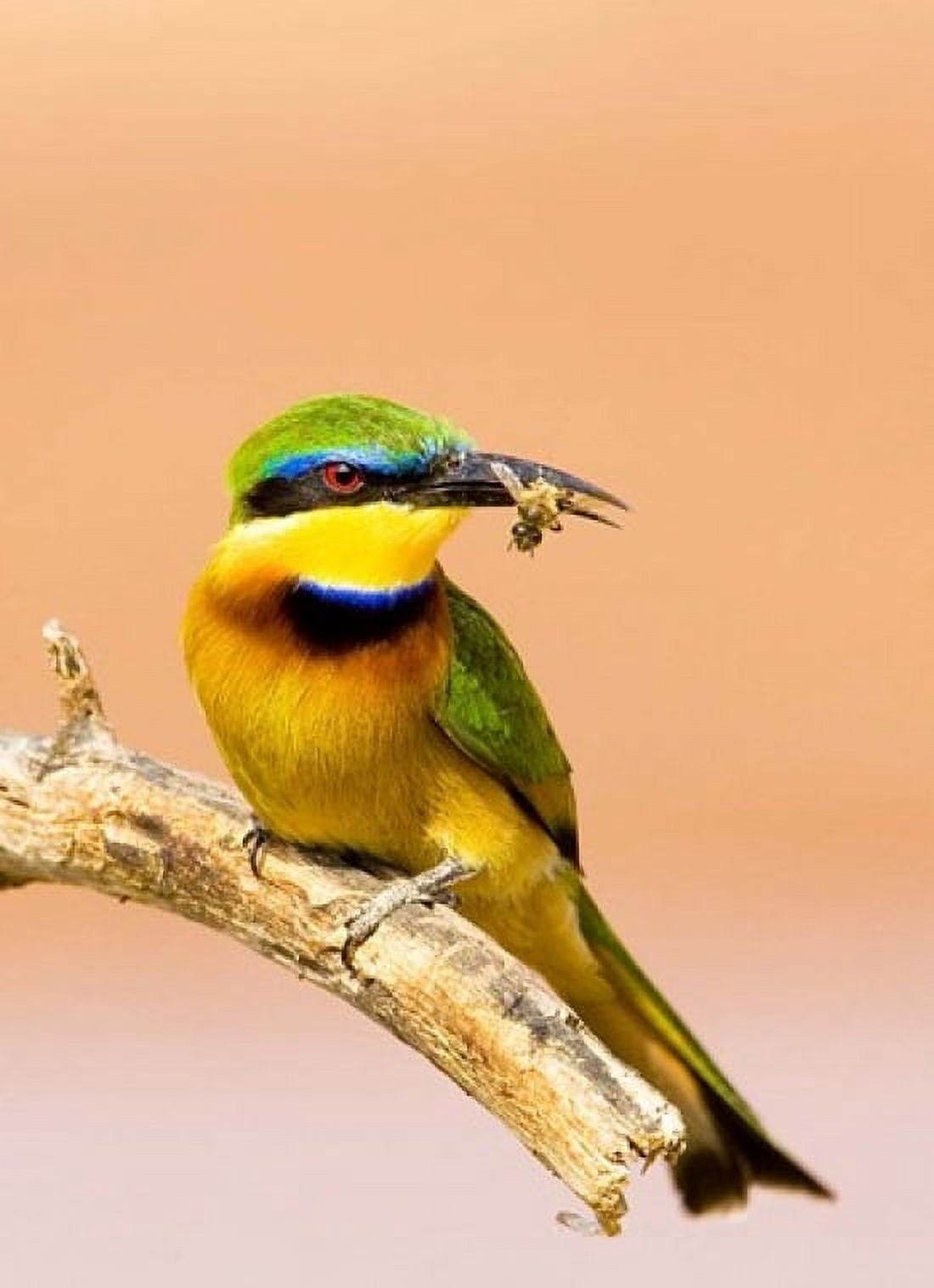 Little Bee-eater Bird on limb with bee in beak Kenya Canvas Art - Jaynes Gallery DanitaDelimont (18 x 24)