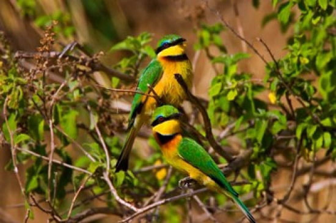 Little Bee-eater tropical bird Maasai Mara Kenya Canvas Art - Joe Restuccia III DanitaDelimont (35 x 23)
