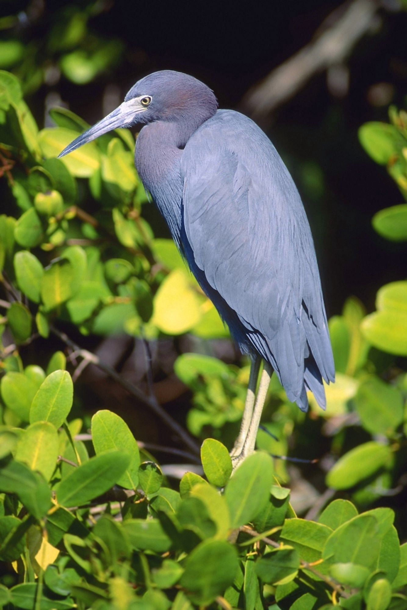Little Blue Heron Canvas Art - John Pitcher Design Pics (22 x 34)