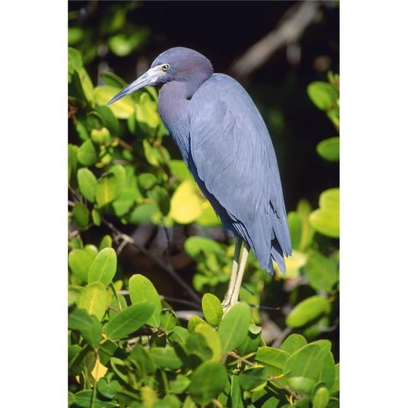Little Blue Heron Poster Print by John Pitcher, 11 x 17