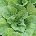 Little Caesar Lettuce Seeds 700 seeds