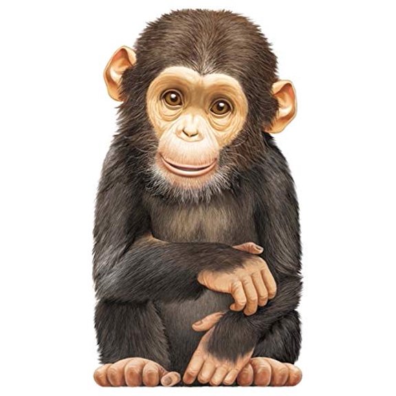 Pre-Owned Little Chimp (Board Book) 9780764164286