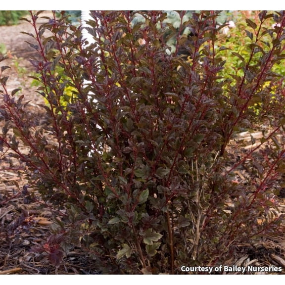 Little Devil Ninebark - 3 Gallon Shrub