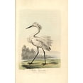 thumbnail image 1 of Little Egret, Ardea Garzetta, Egretta Garzetta Poster Print By ® Florilegius Mary Evans (24 X 36), 1 of 4