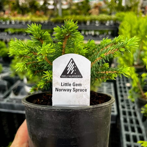 Little Gem Norway Spruce, Live Plant, 4" Growers Pot
