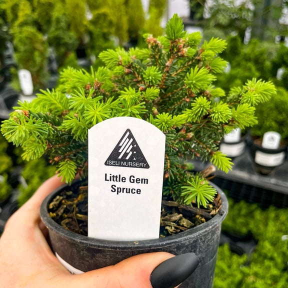 Little Gem Norway Spruce, Live Plant, 4" Growers Pot
