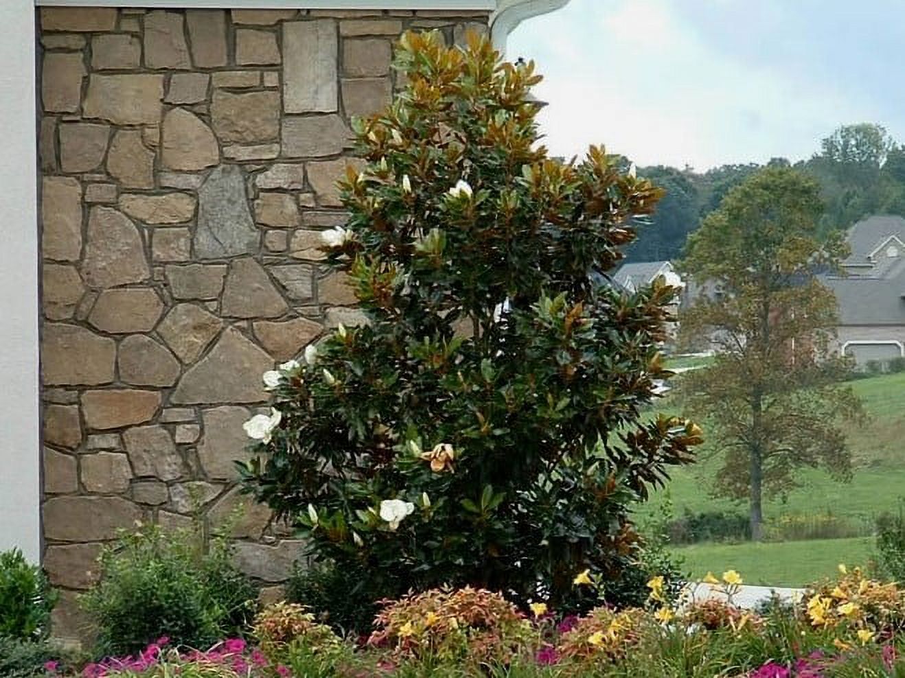 Dwarf Saucer Magnolia Tree