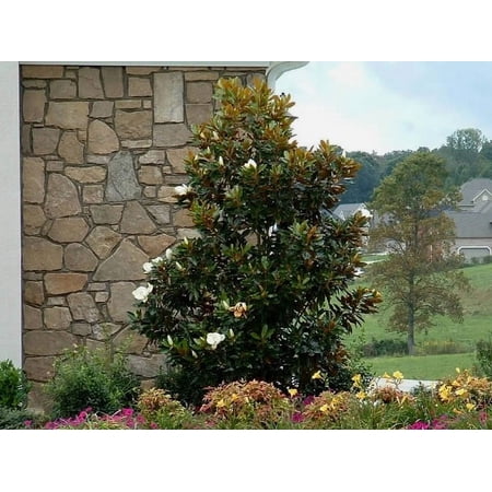Little Gem Southern Magnolia Tree - Live Plant - ( 1 QT )